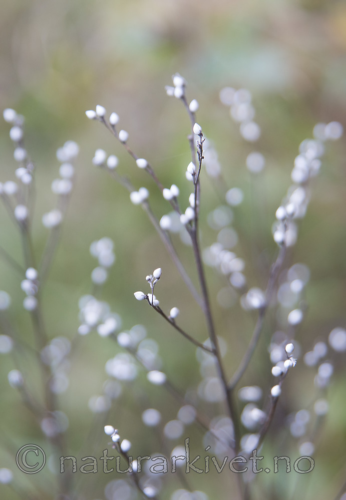 SIG_2854 / Lithospermum officinale / Legesteinfrø