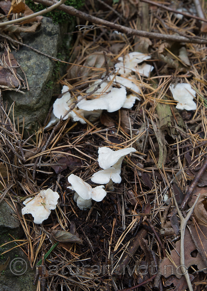 SIG_2876 / Albatrellus citrinus / Lammesopp