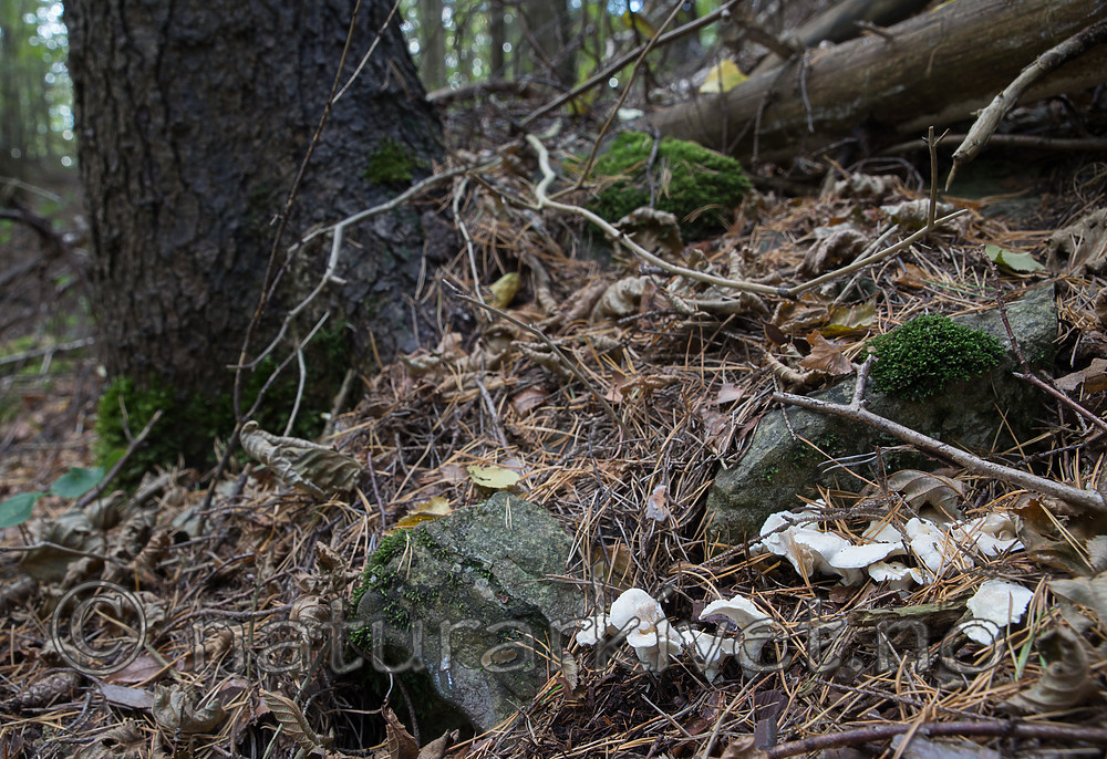 SIG_2882 / Albatrellus citrinus / Lammesopp