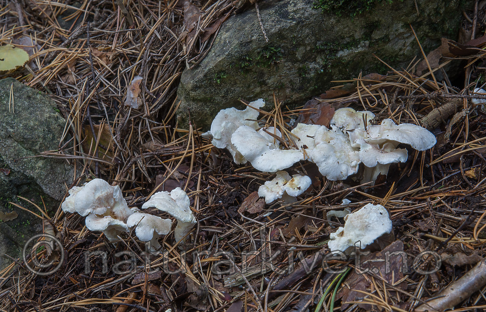 SIG_2899 / Albatrellus citrinus / Lammesopp