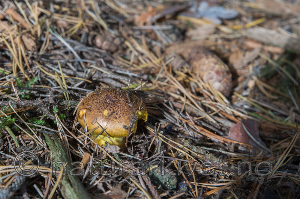 SIG_2918 / Cortinarius meinhardii / Kanarigul slørsopp