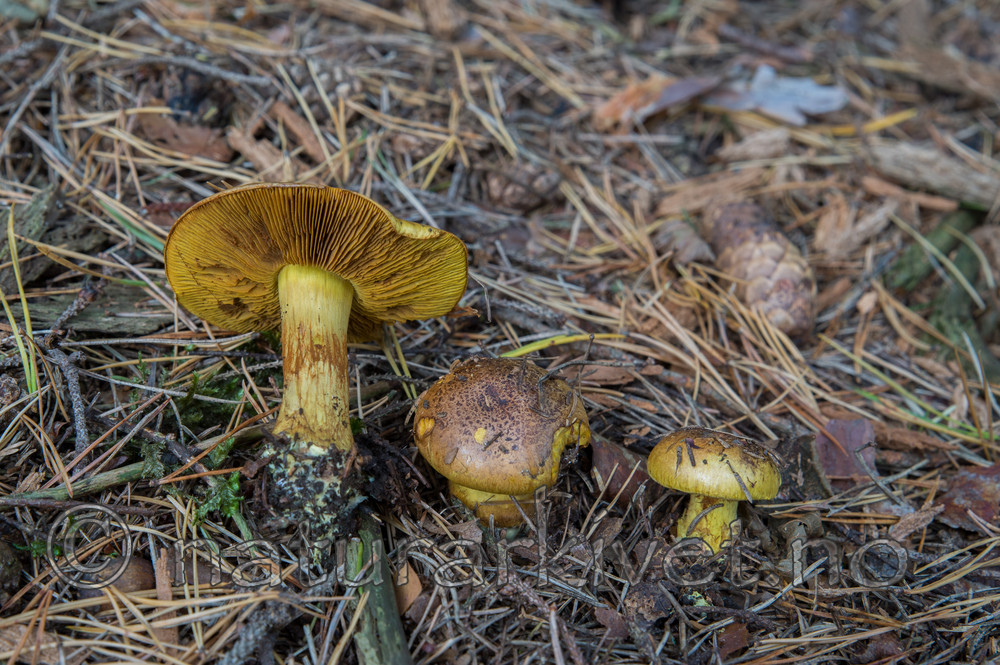 SIG_2922 / Cortinarius meinhardii / Kanarigul slørsopp