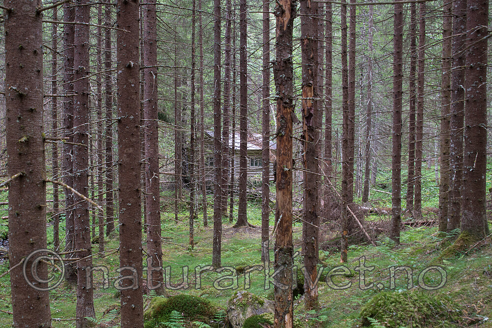 SIG_2929 / Picea abies / Gran