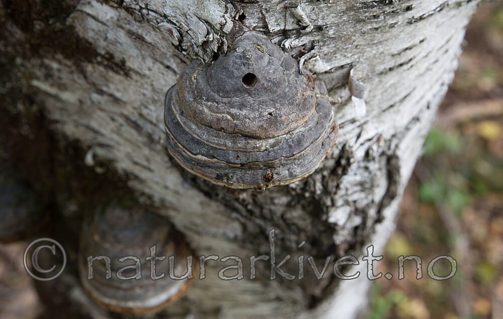 SIG_2976 / Fomes fomentarius / Knuskkjuke <br /> Scardia boletella / Knuskkjukemøll