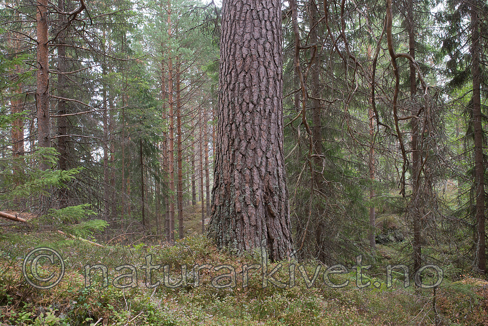 SIG_2982