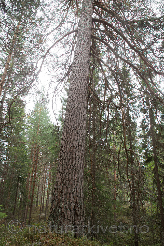 SIG_2984