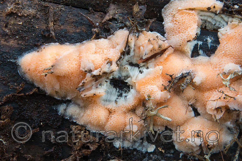 SIG_2994 / Rhodonia placenta / Pastellkjuke