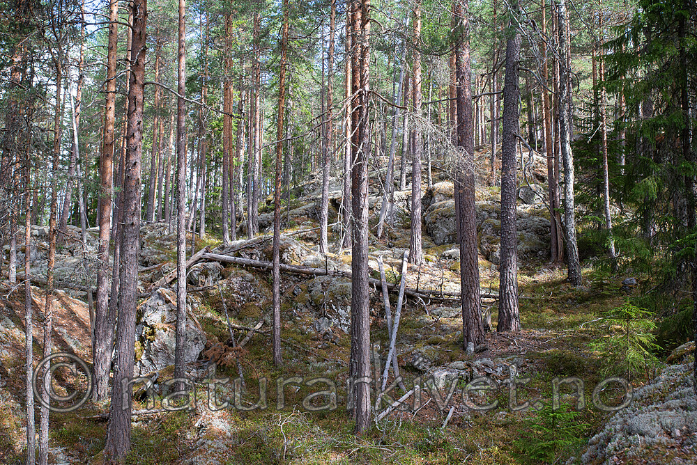 SIG_3001