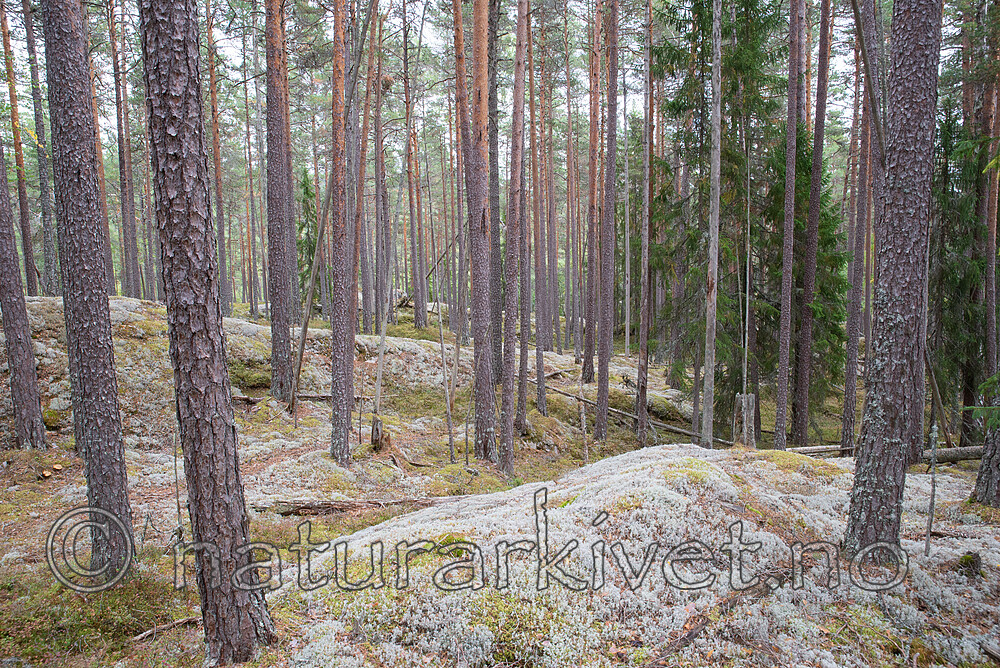 SIG_3019