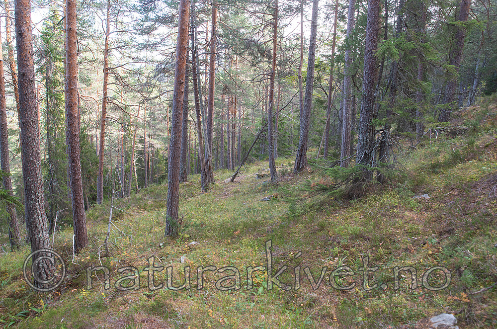 SIG_3032