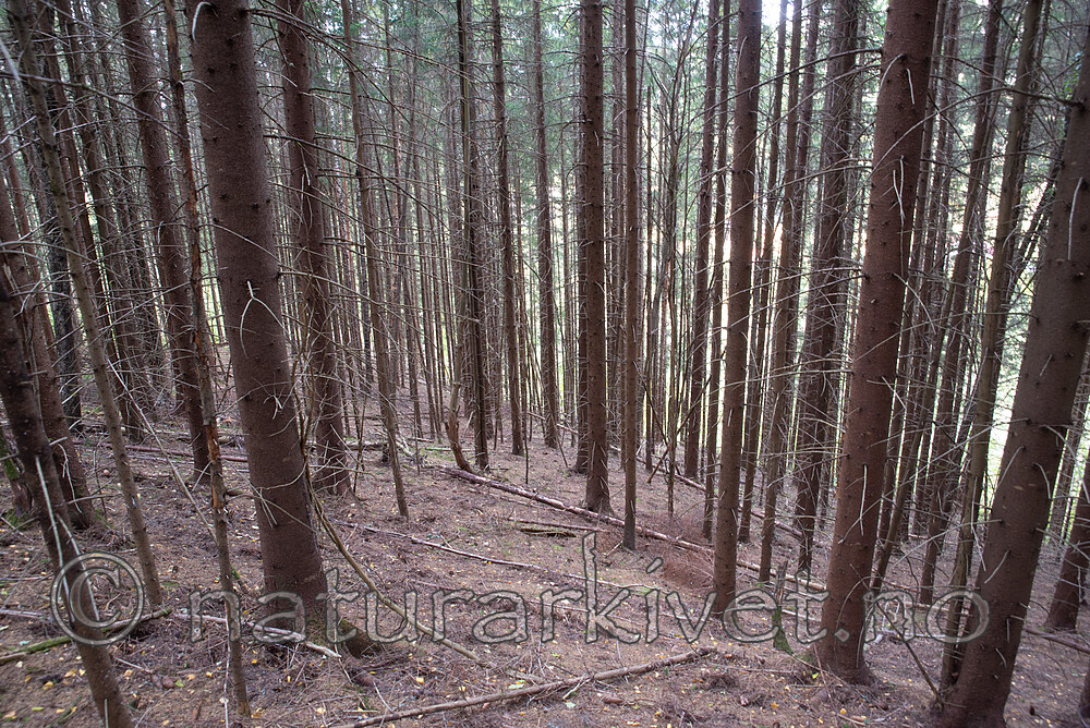 SIG_3033 / Picea abies / Gran