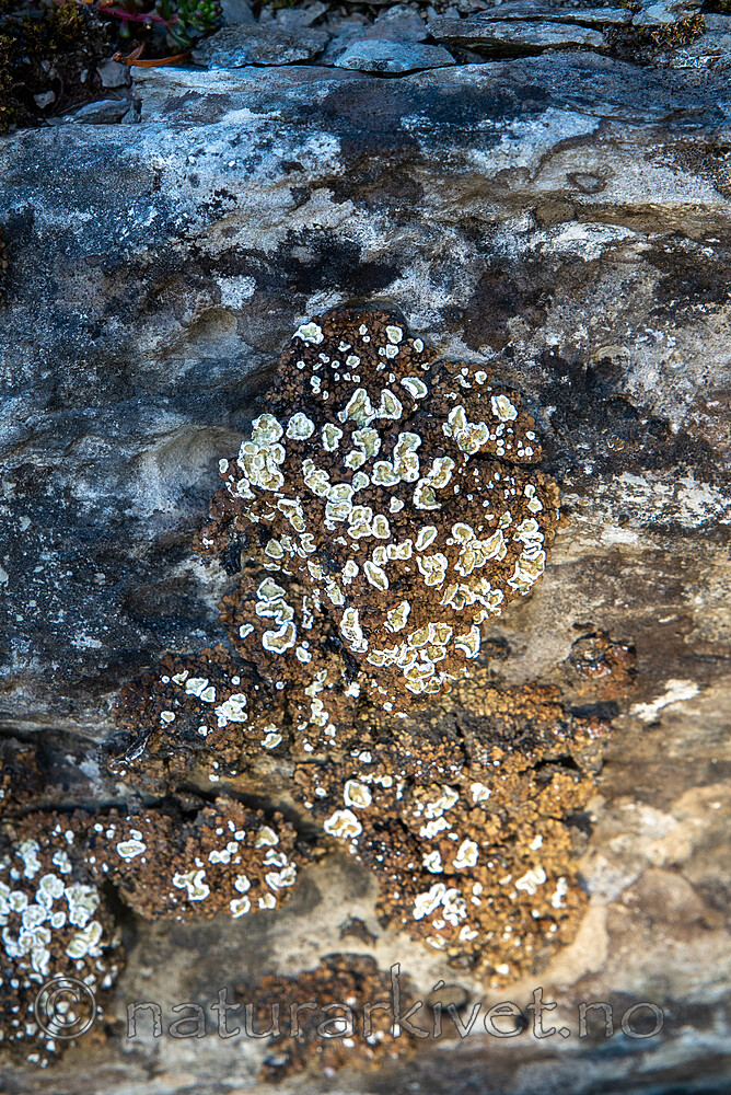 SIG_3052 / Squamarina gypsacea