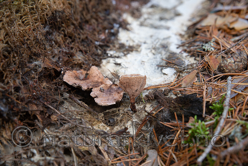 SIG_3115 / Hydnellum gracilipes / Skyggebrunpigg