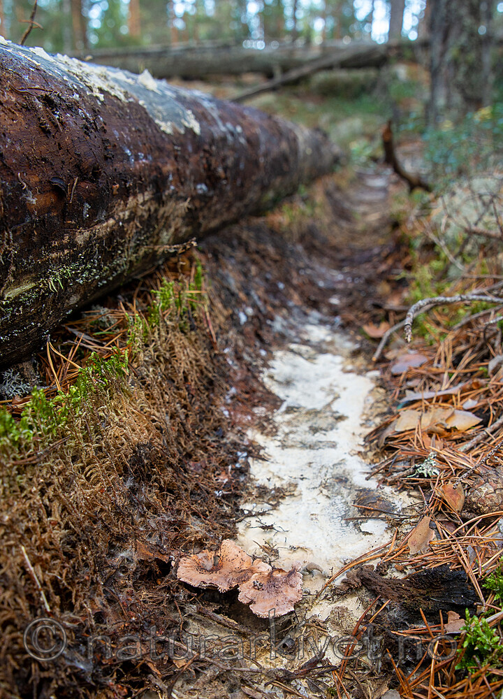 SIG_3123 / Hydnellum gracilipes / Skyggebrunpigg