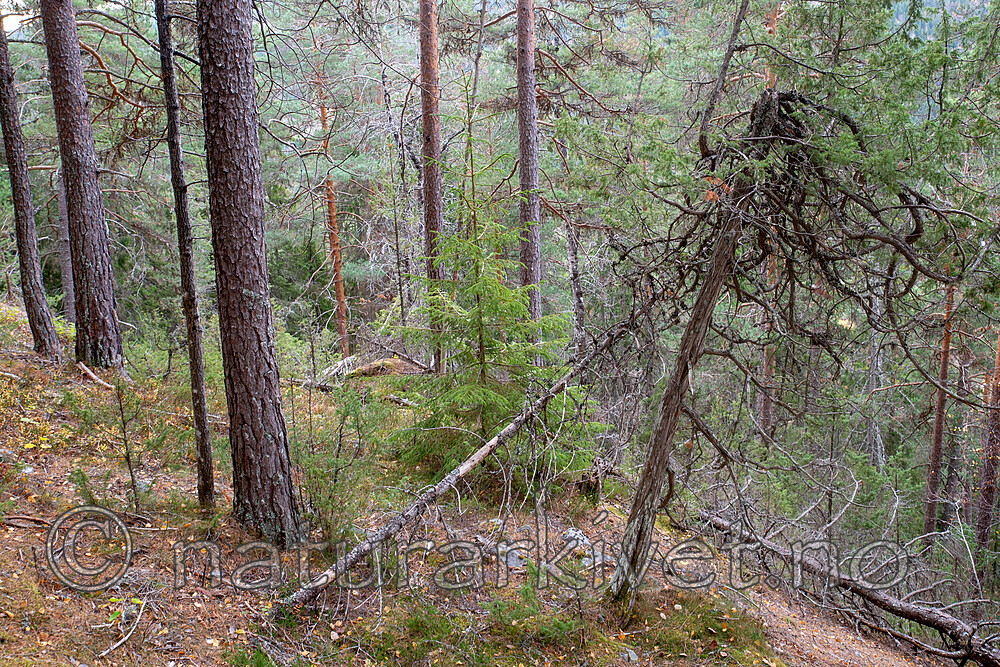SIG_3133 / Juniperus communis / Einer