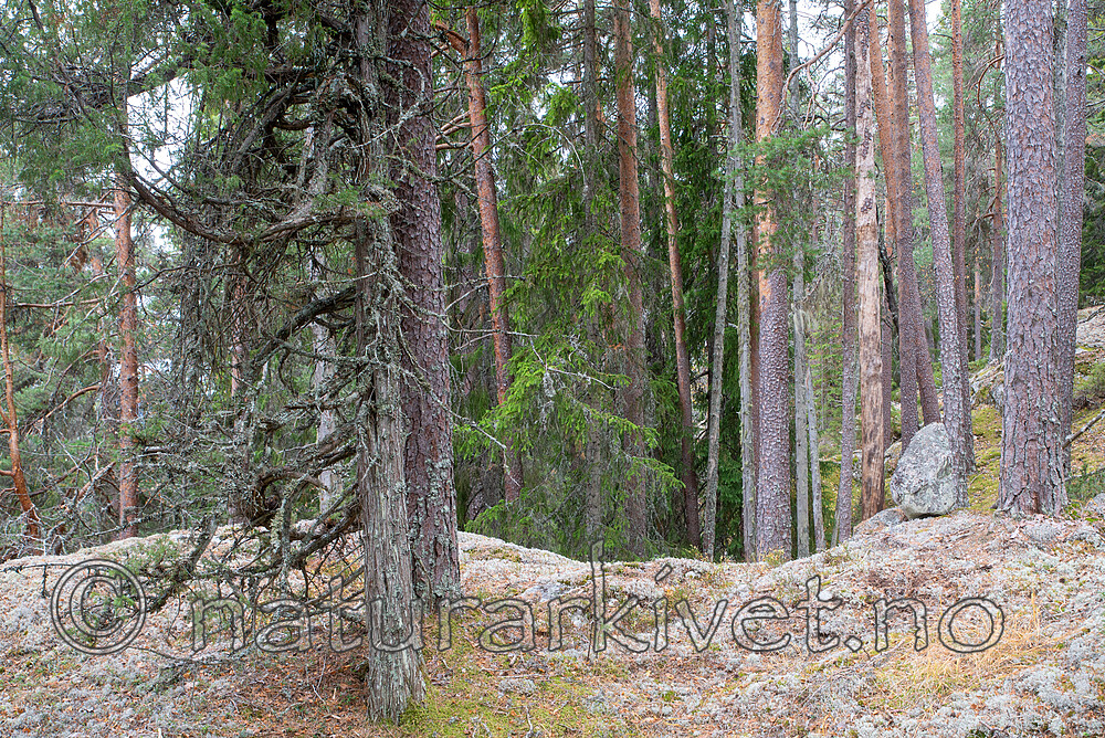 SIG_3156 / Juniperus communis / Einer