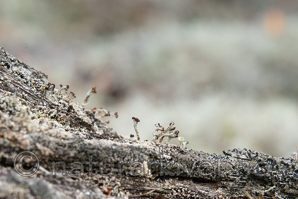 SIG_3232 / Cladonia parasitica / Furuskjell
