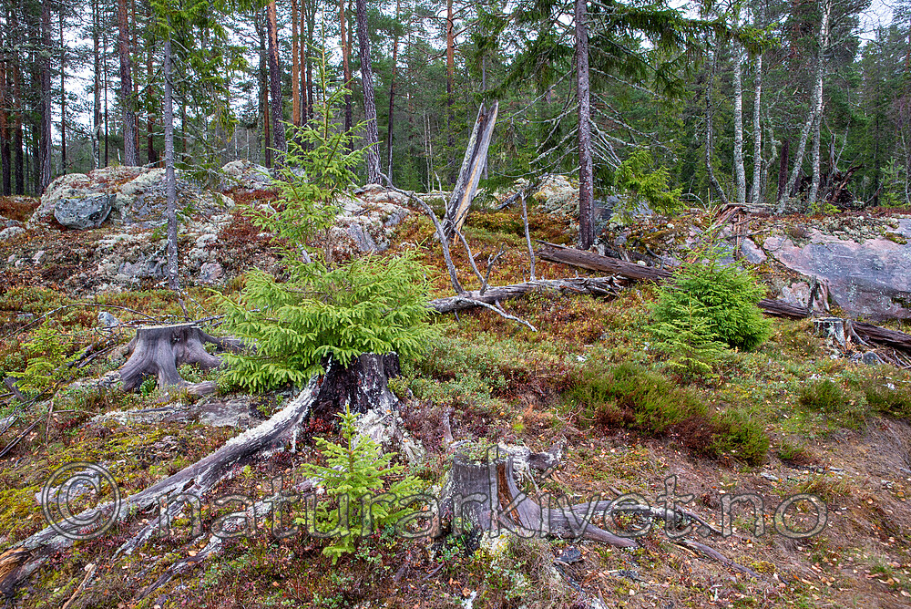 SIG_3298