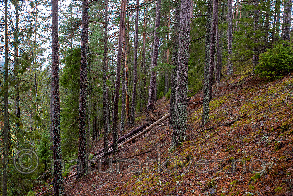 SIG_3388