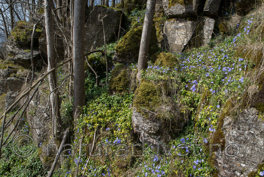 SIG_3471 / Vinca minor / Gravmyrt