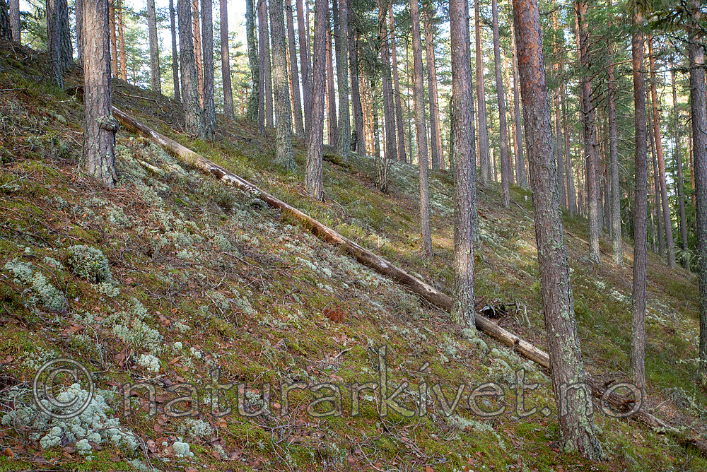 SIG_3481