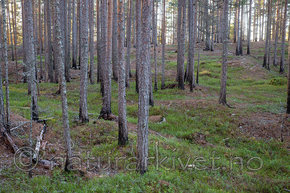 SIG_3554