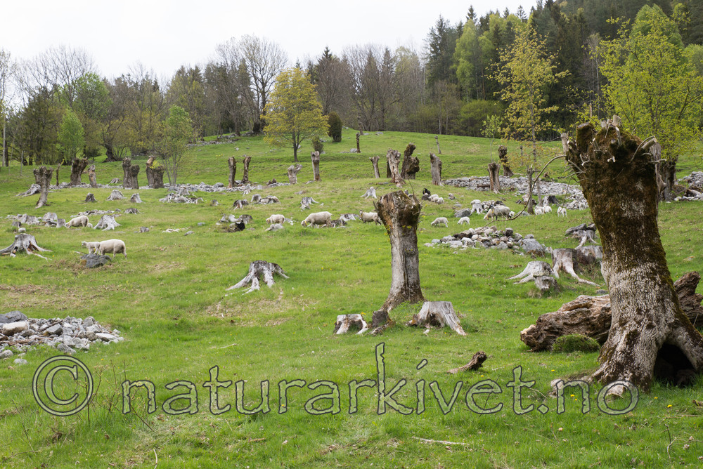 SIG_3566 / Fraxinus excelsior / Ask <br /> Ovis aries / Sau