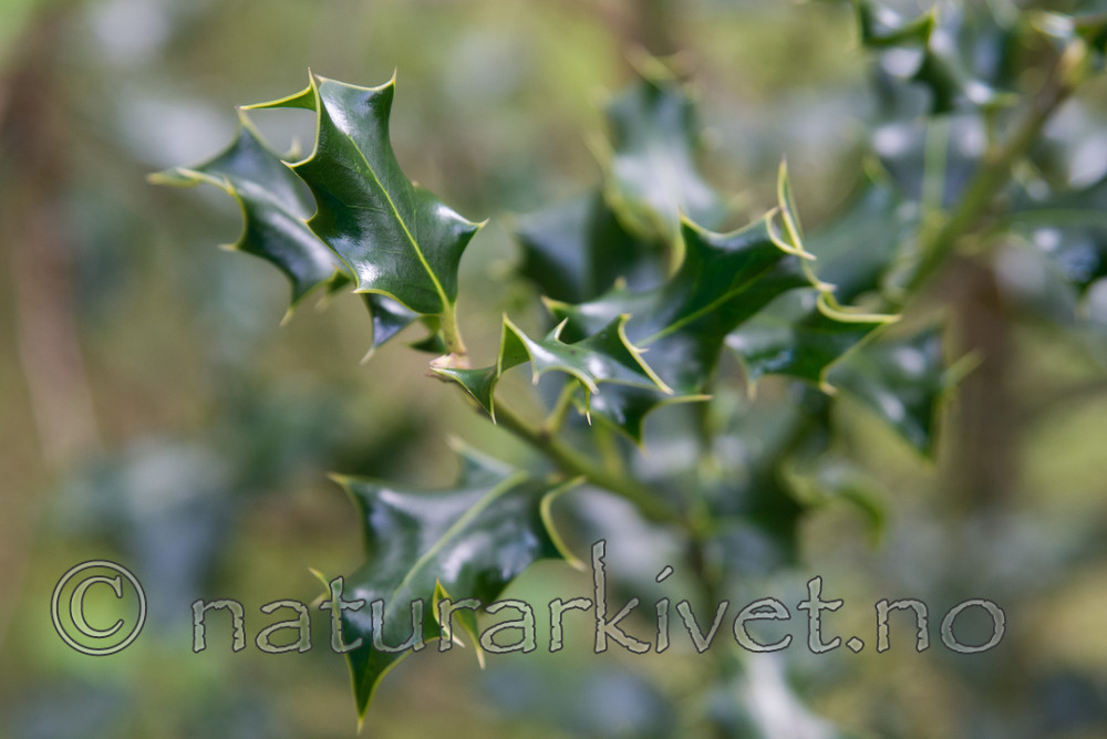SIG_3596 / Ilex aquifolium / Kristtorn
