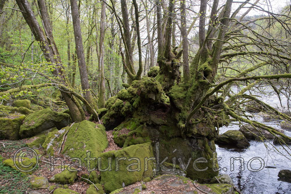 SIG_3669 / Tilia cordata / Lind