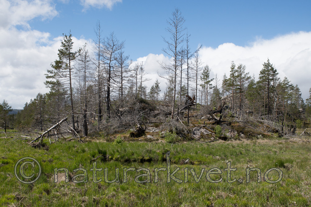 SIG_3795