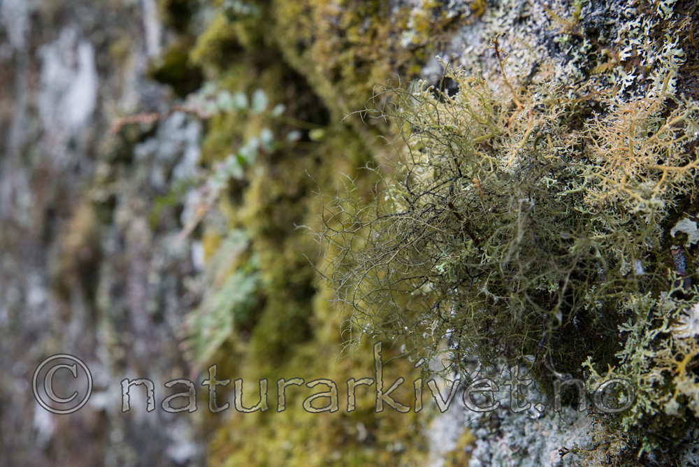 SIG_3815 / Bryoria smithii / Piggtrollskjegg