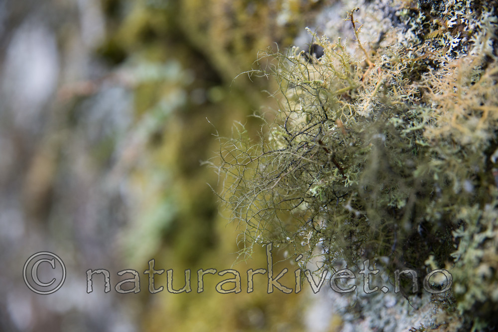 SIG_3819 / Bryoria smithii / Piggtrollskjegg