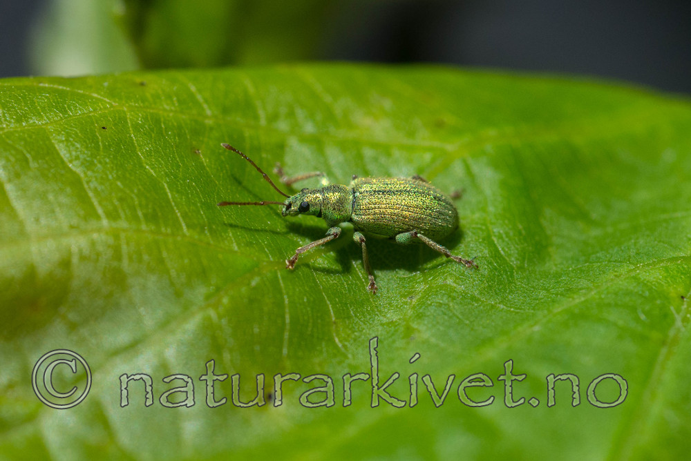 SIG_3913-2 / Phyllobius virideaeris