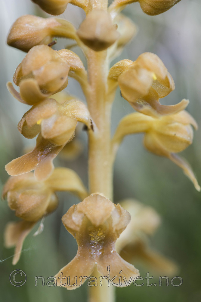 SIG_3959 / Neottia nidus-avis / Fuglereir