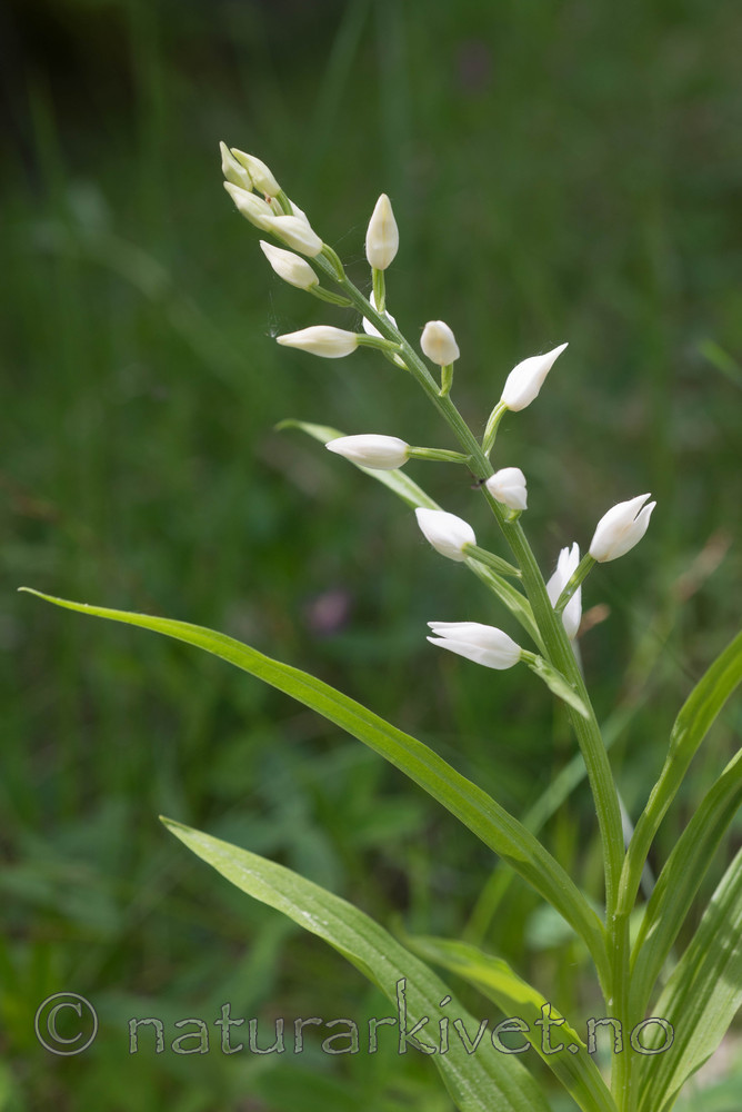 SIG_4022 / Cephalanthera longifolia / Hvit skogfrue