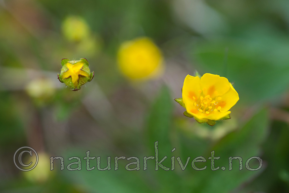 SIG_4079-2 / Potentilla crantzii / Flekkmure