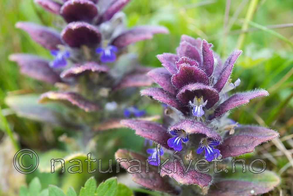 SIG_4085 / Ajuga pyramidalis / Jonsokkoll
