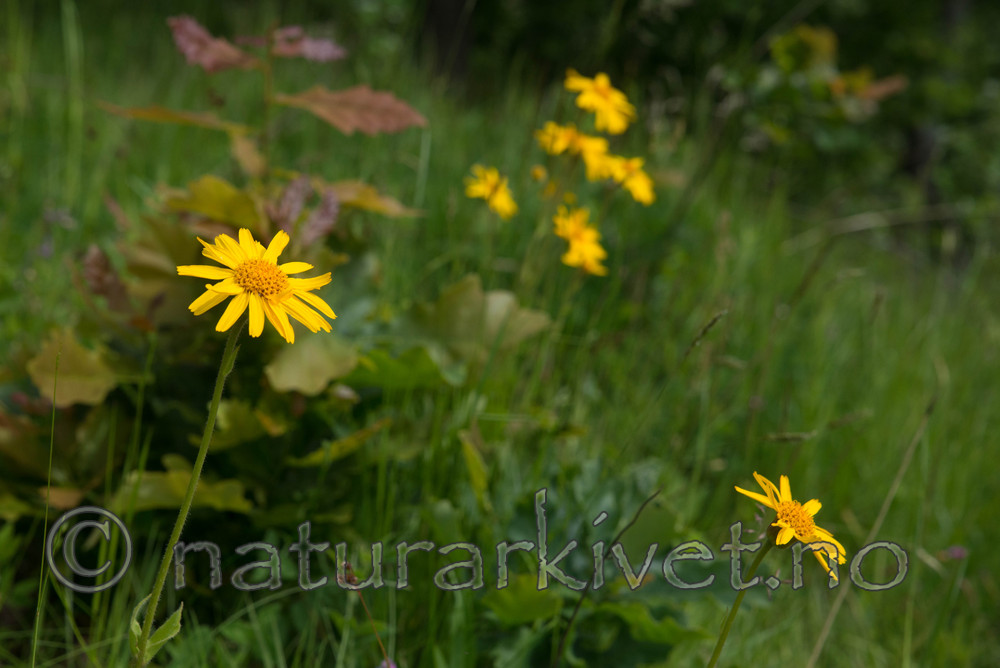 SIG_4202 / Arnica montana / Solblom