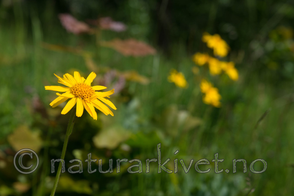 SIG_4212 / Arnica montana / Solblom