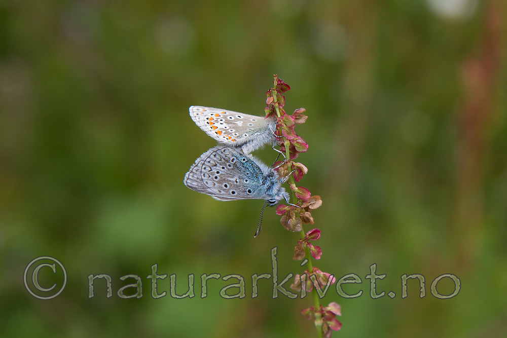 SIG_4256 / Polyommatus icarus / Tiriltungeblåvinge