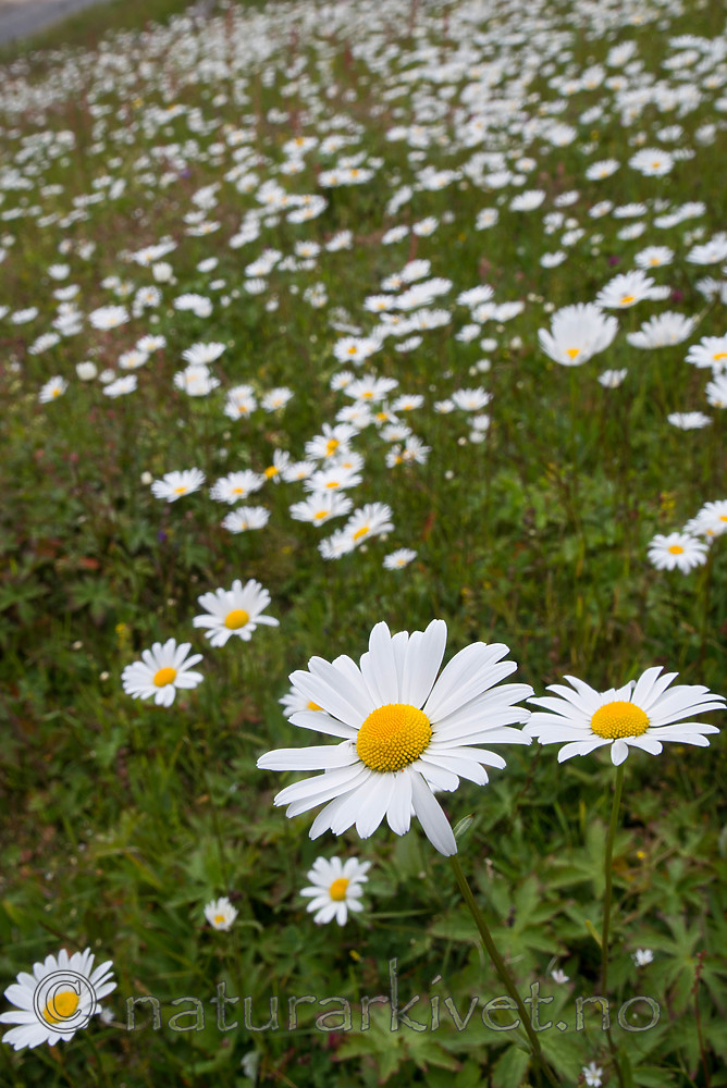 SIG_4282 / Leucanthemum vulgare / Prestekrage