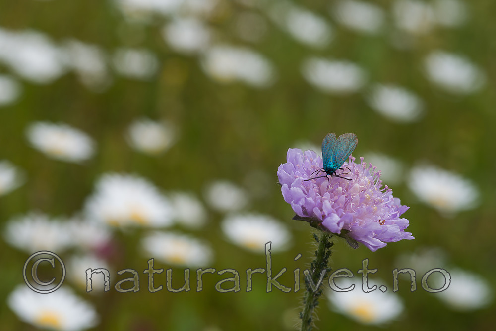 SIG_4356 / Adscita statices / Grønn metallsvermer <br /> Knautia arvensis / Rødknapp