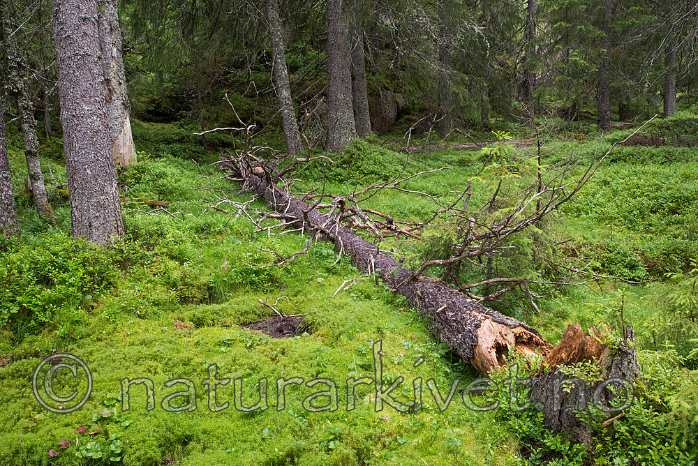 SIG_4379-2