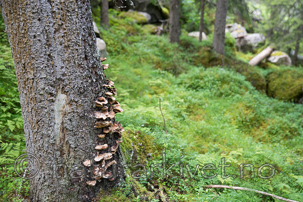 SIG_4488 / Onnia leporina / Harekjuke