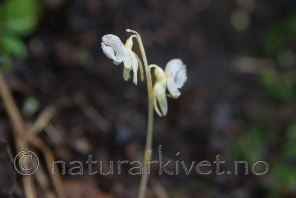 SIG_4559 / Epipogium aphyllum / Huldreblom