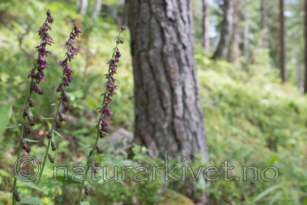 SIG_4638 / Epipactis atrorubens / Rødflangre