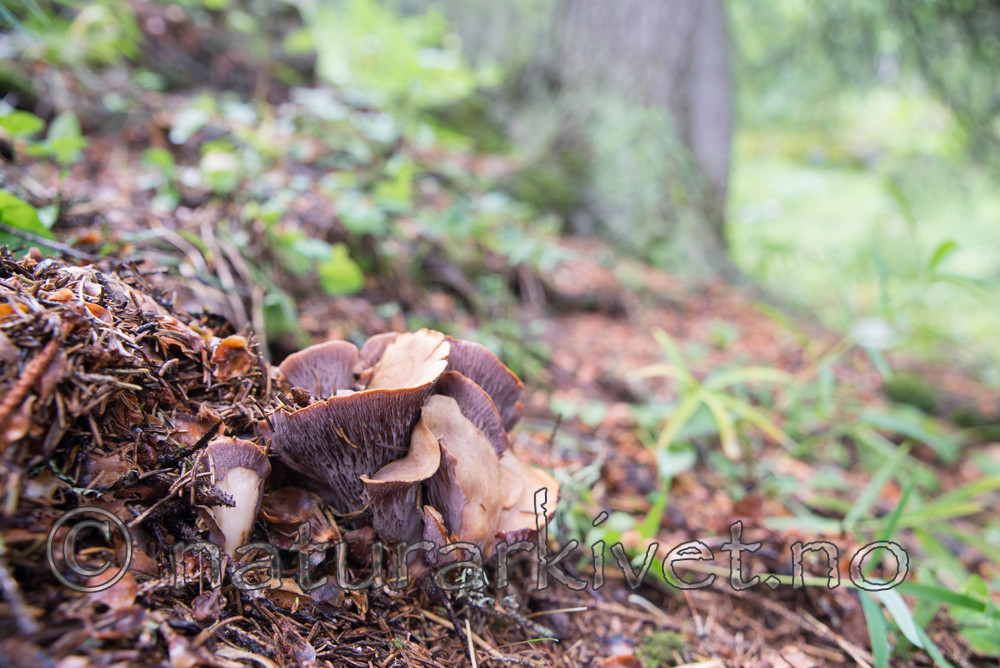 SIG_4711 / Gomphus clavatus / Fiolgubbe