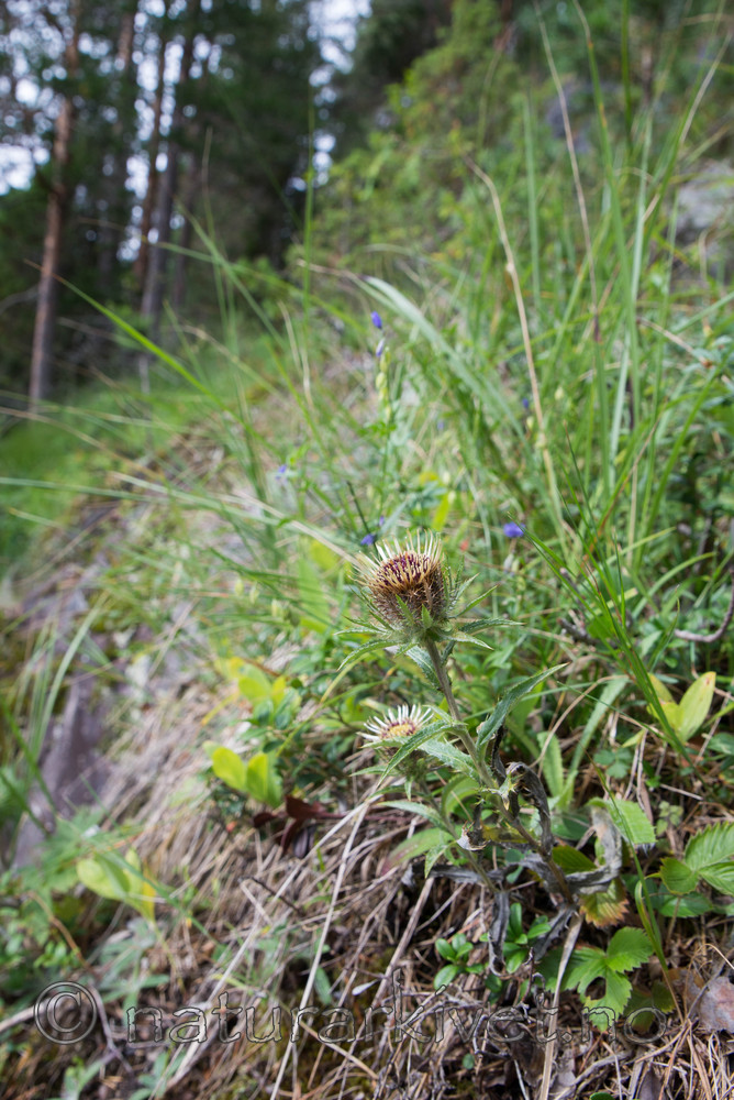 SIG_4719 / Carlina vulgaris / Stjernetistel