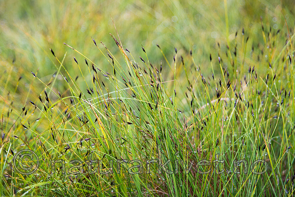 SIG_4740-2 / Schoenus ferrugineus / Brunskjene