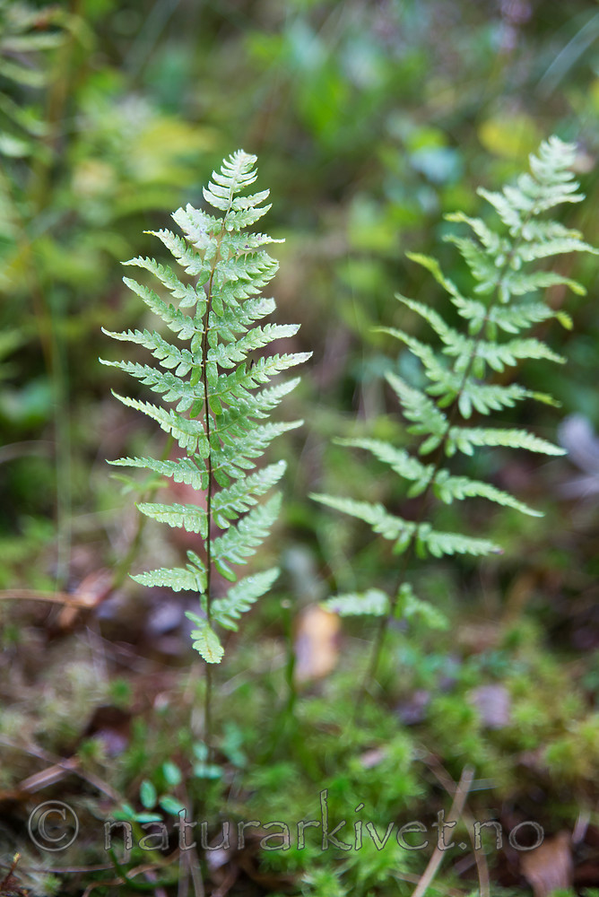 SIG_4780 / Thelypteris palustris / Myrtelg